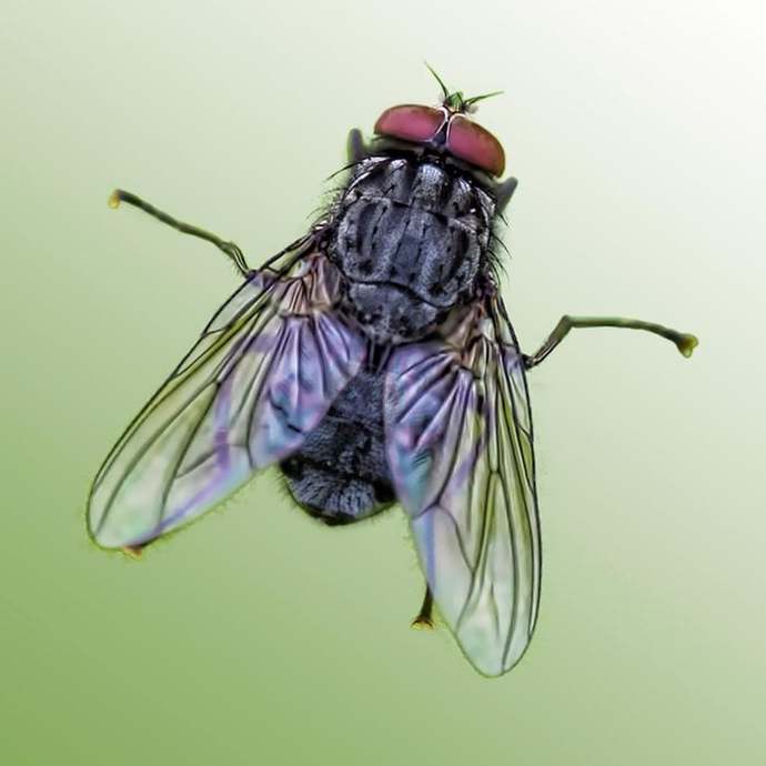 Whats the most irritating insect in your opinion?