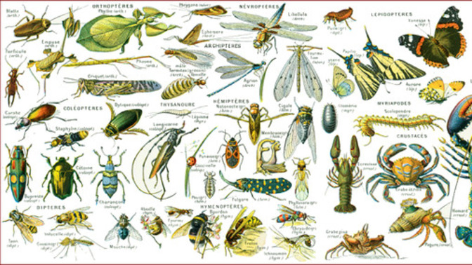 What's the most irritating insect in your opinion?