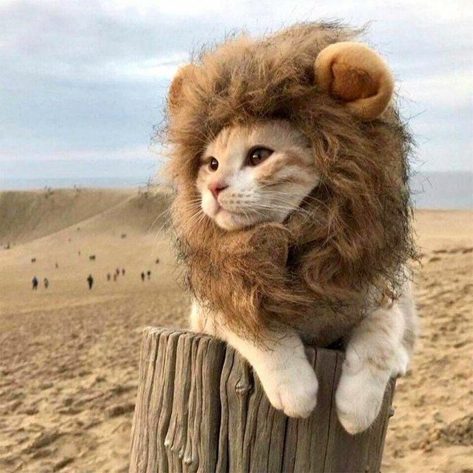 a majestic lion... no doubt