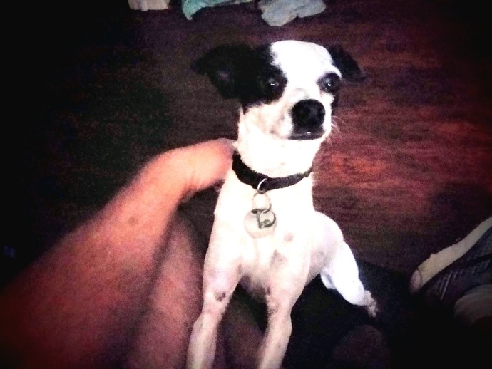 Which one would you like to have as a pet?