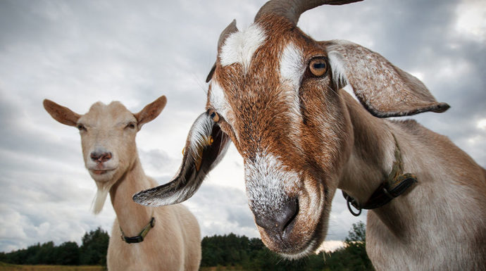 Would you like to have a pet goat?