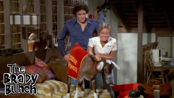 Would you like to have a pet goat?