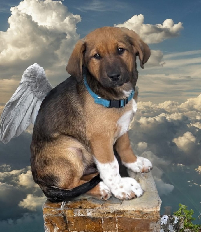 Have you ever had a pet die?