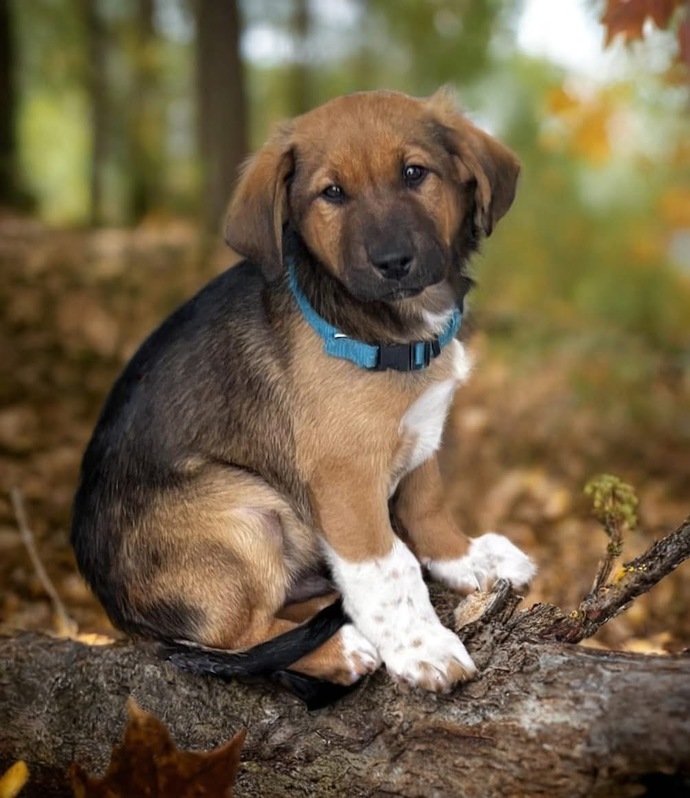 Have you ever had a pet die?