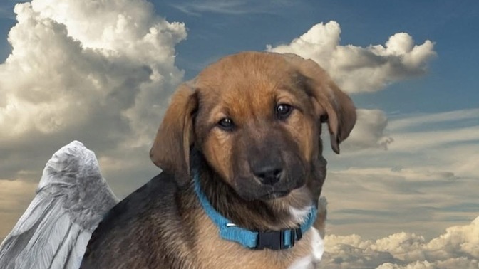 Have you ever had a pet die?