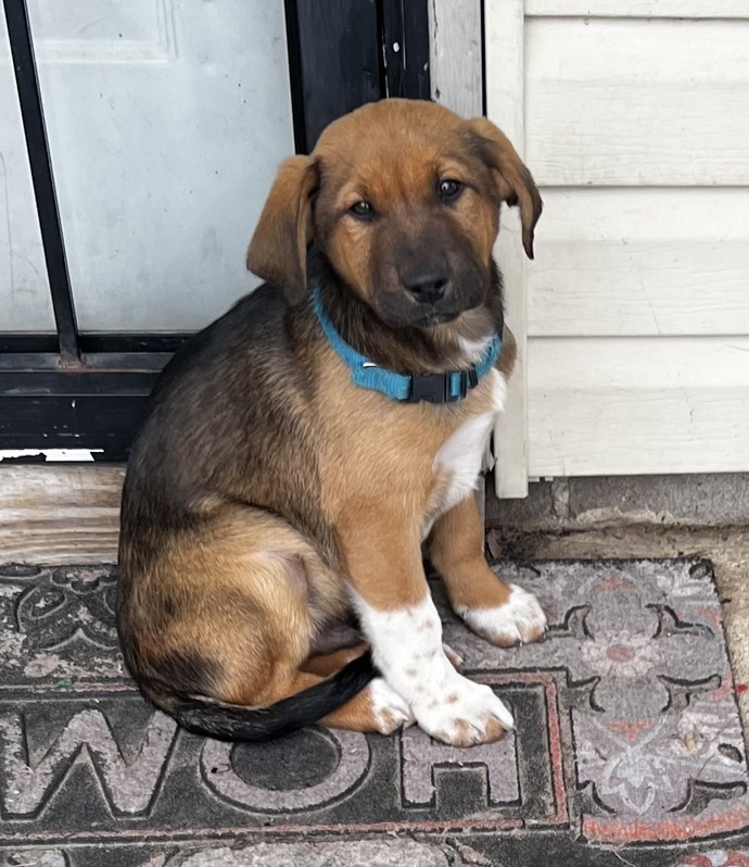 Would you attend my fur babies memorial?
