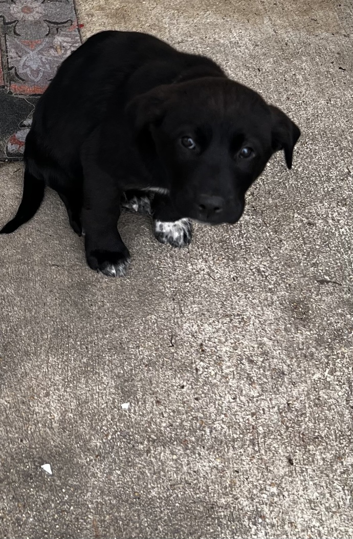 Would you attend my fur babies memorial?