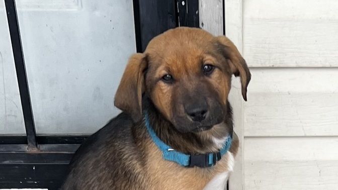 Would you attend my fur babies memorial?