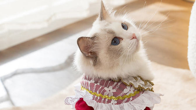 Do you dress your pets?