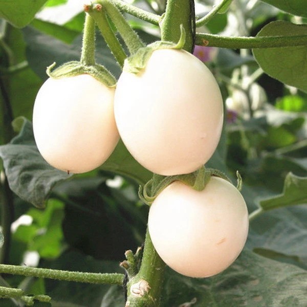 What should we rename the aubergine/egg plant?