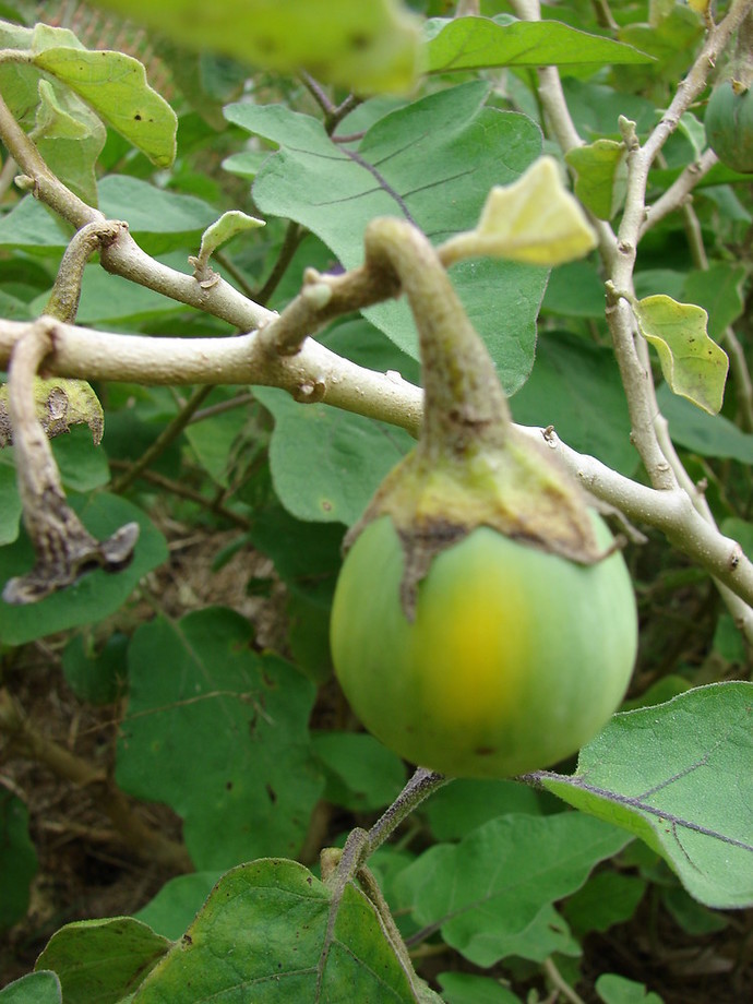 What should we rename the aubergine/egg plant?