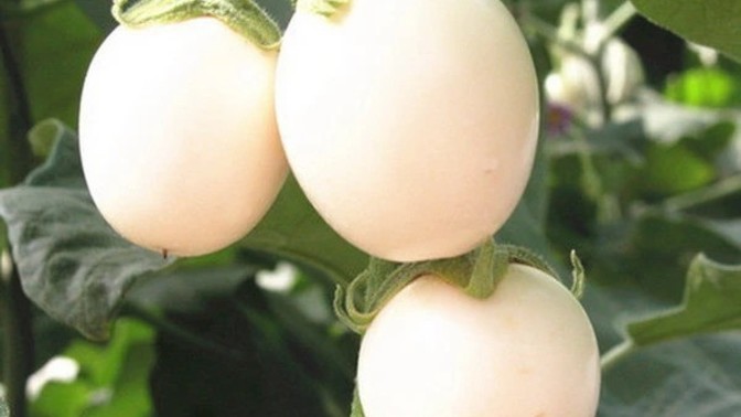 What should we rename the aubergine/egg plant?
