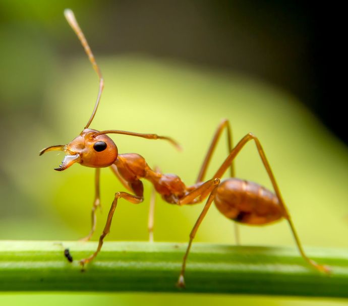 Do you think were just like ants?
