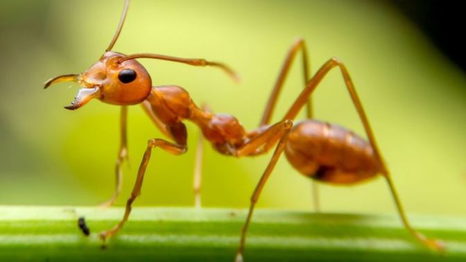 Do you think we're just like ants?