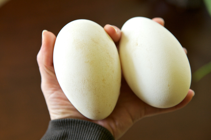 What sort of eggs people usually eat in your country?