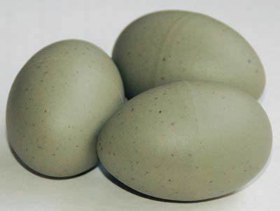 What sort of eggs people usually eat in your country?