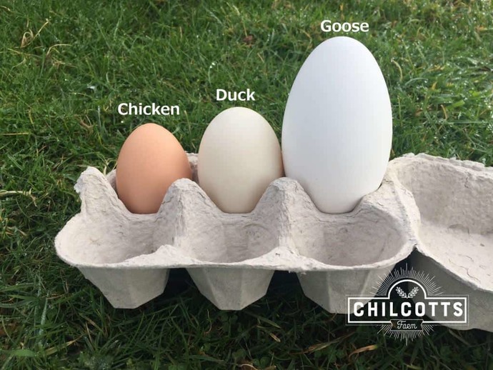 What sort of eggs people usually eat in your country?