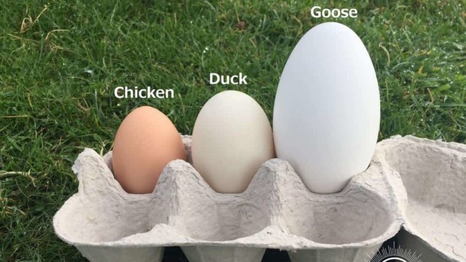 What sort of eggs people usually eat in your country?