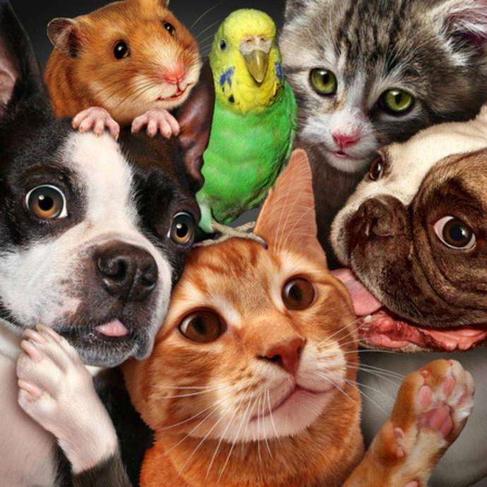 Why isnt there a Pets and Animals topic section on Gag?