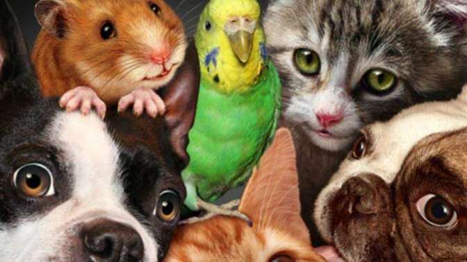 Why isn't there a Pets and Animals topic section on Gag?