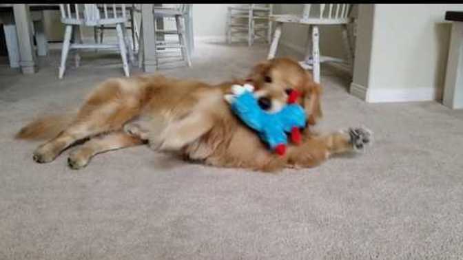 Do you know why dogs like squeaky toys?