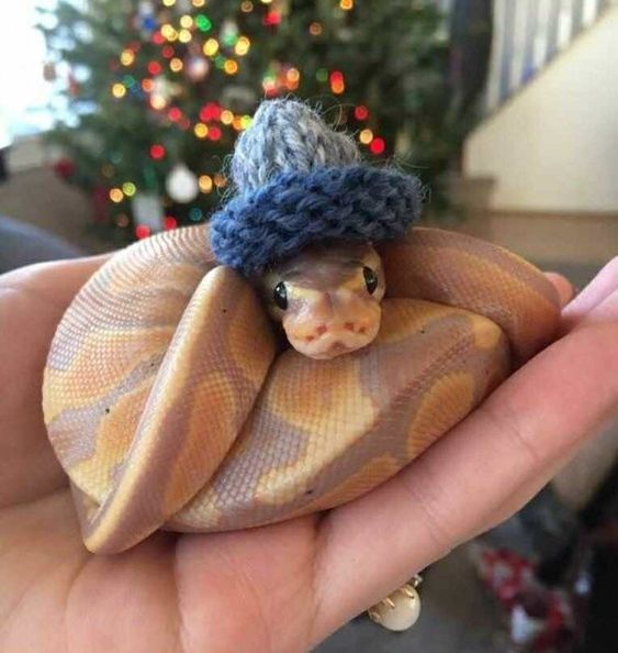 What is your opinion on snakes 🐍 ?