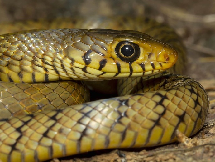 What is your opinion on snakes 🐍 ?