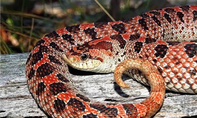 What is your opinion on snakes 🐍 ?