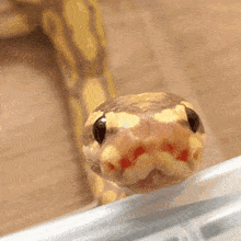 What is your opinion on snakes 🐍 ?