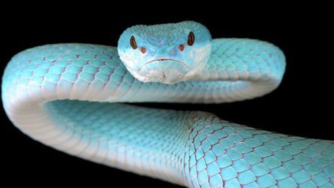 What is your opinion on snakes 🐍 ?