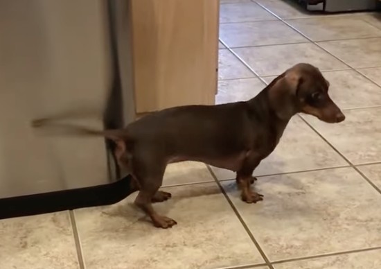 Do you like a long sausage?