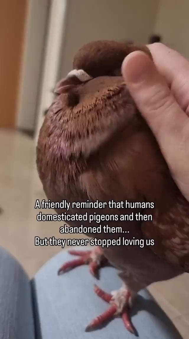 Whats the most unfairly hated animal in your opinion?