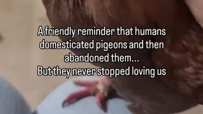 What's the most unfairly hated animal in your opinion?