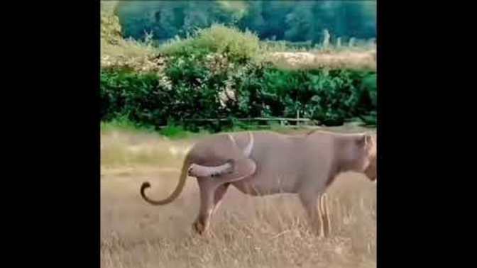 Are you glad to see bulls have learned to fight back against the lions?