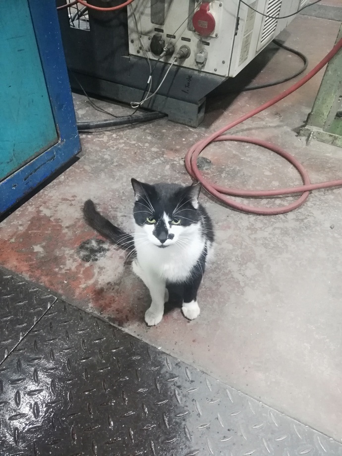 Cats