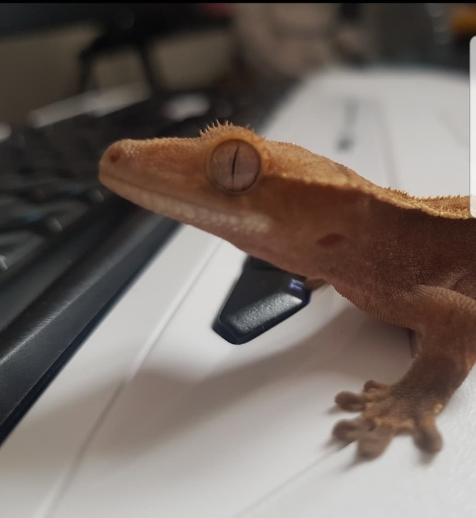 Do you have a pet?