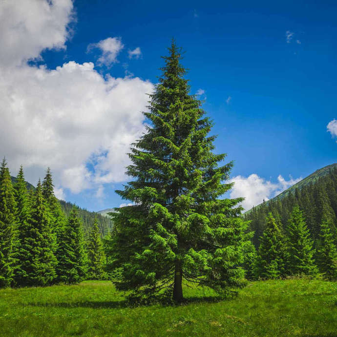 What is your favorite type of Tree?