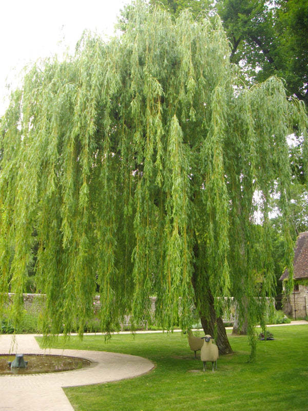 What is your favorite type of Tree?