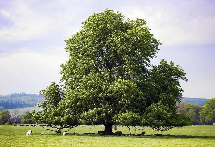What is your favorite type of Tree?