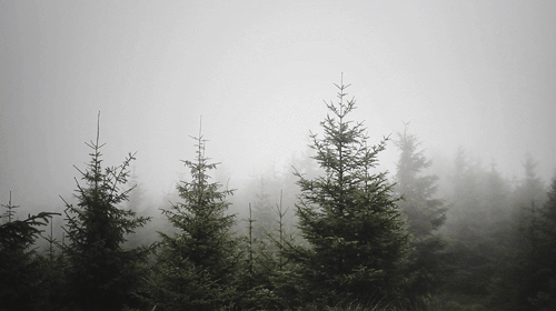 What is your favorite type of Tree?