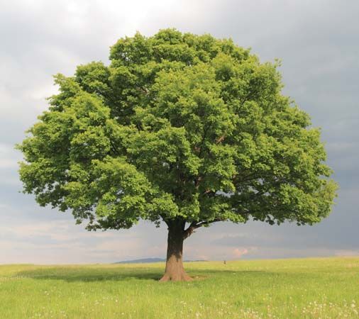 What is your favorite type of Tree?