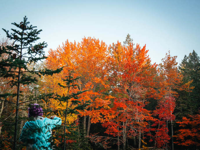 What is your favorite type of Tree?