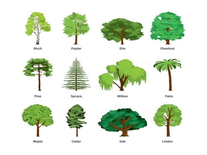 What is your favorite type of Tree?