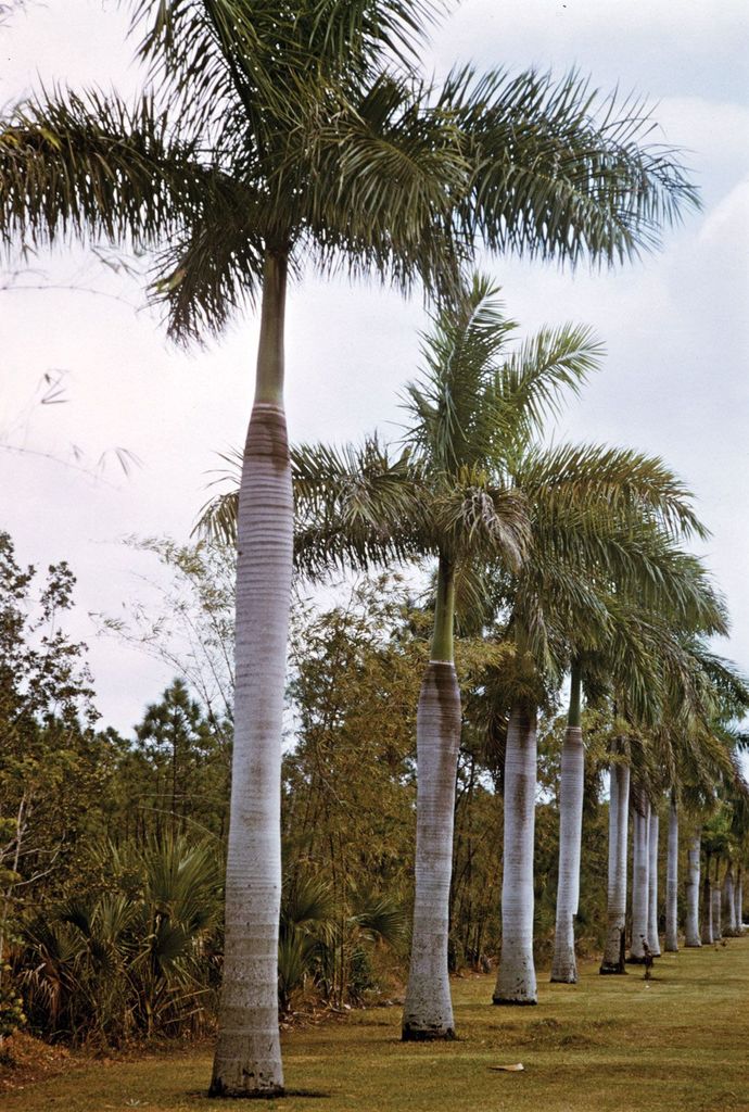 What is your favorite type of Tree?