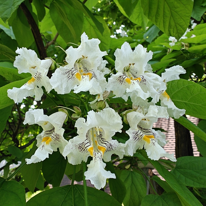What is your favorite type of Tree?
