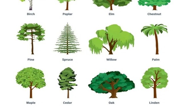 What is your favorite type of Tree?