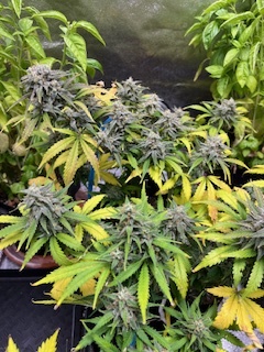 Should weed be legal in the us?