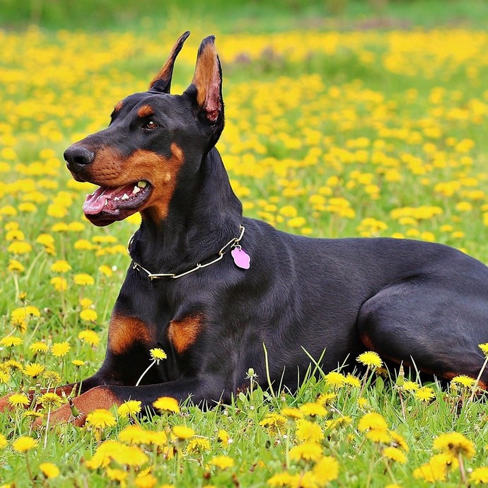 Whats your favorite breed of dog?