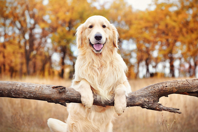 Whats your favorite breed of dog?