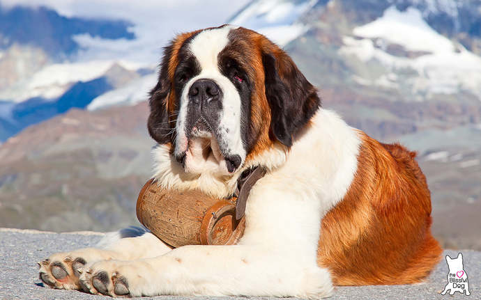 Whats your favorite breed of dog?